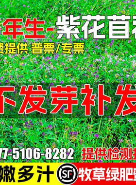 紫花苜蓿种籽多年生牧草种子四季畜牧养殖喂羊牛鸡鸭鹅鱼绿肥种籽