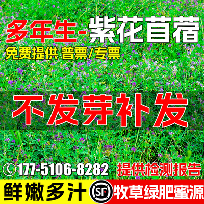 紫花苜蓿种籽高蛋白草籽牧草种子