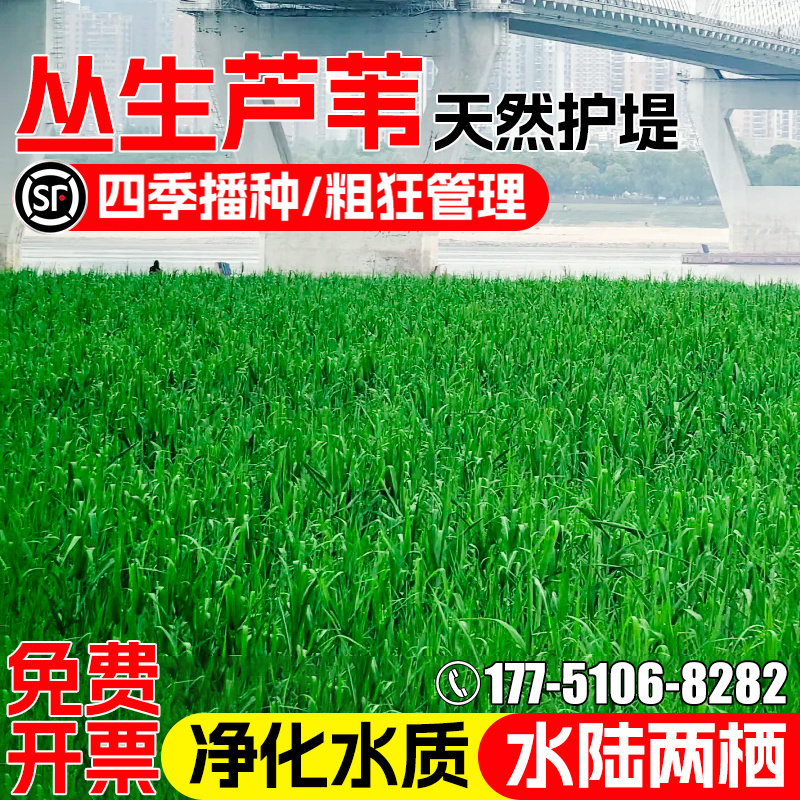 芦苇种子护坡固土净化水质水草籽