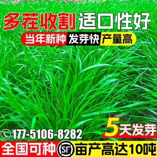 进口耐寒黑麦草种籽四季高产型牧草种子高蛋白畜牧养殖多年生草籽