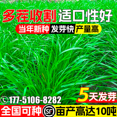 黑麦草种籽四季高产草籽牧草种子