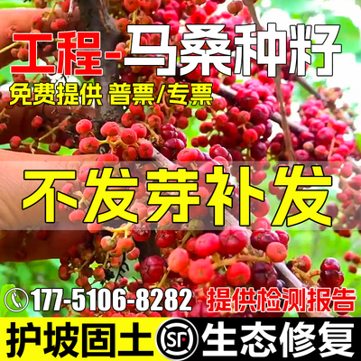 马桑种子灌木草籽护坡固土种子