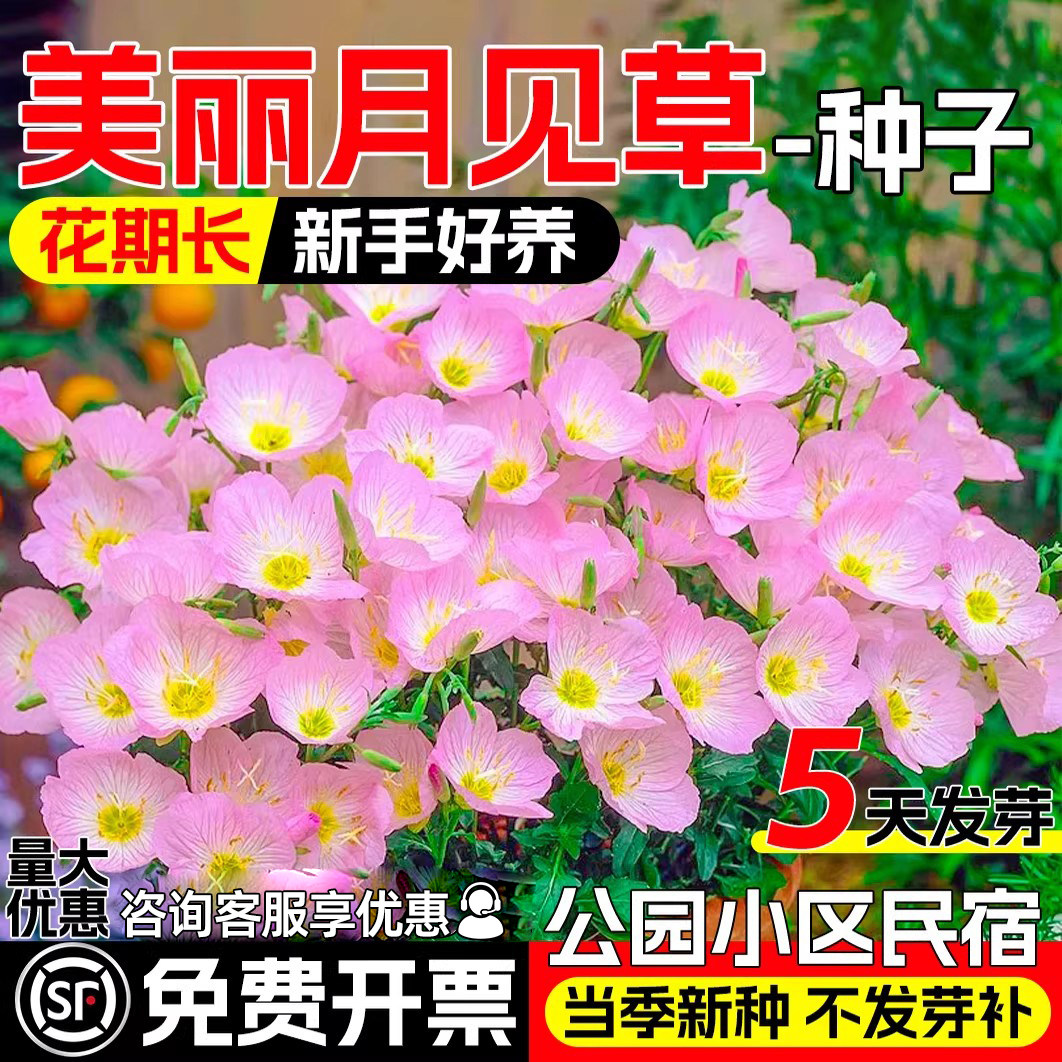 美丽月见草花籽四季播种耐寒耐旱阳台盆栽花卉种籽室外庭院花种子