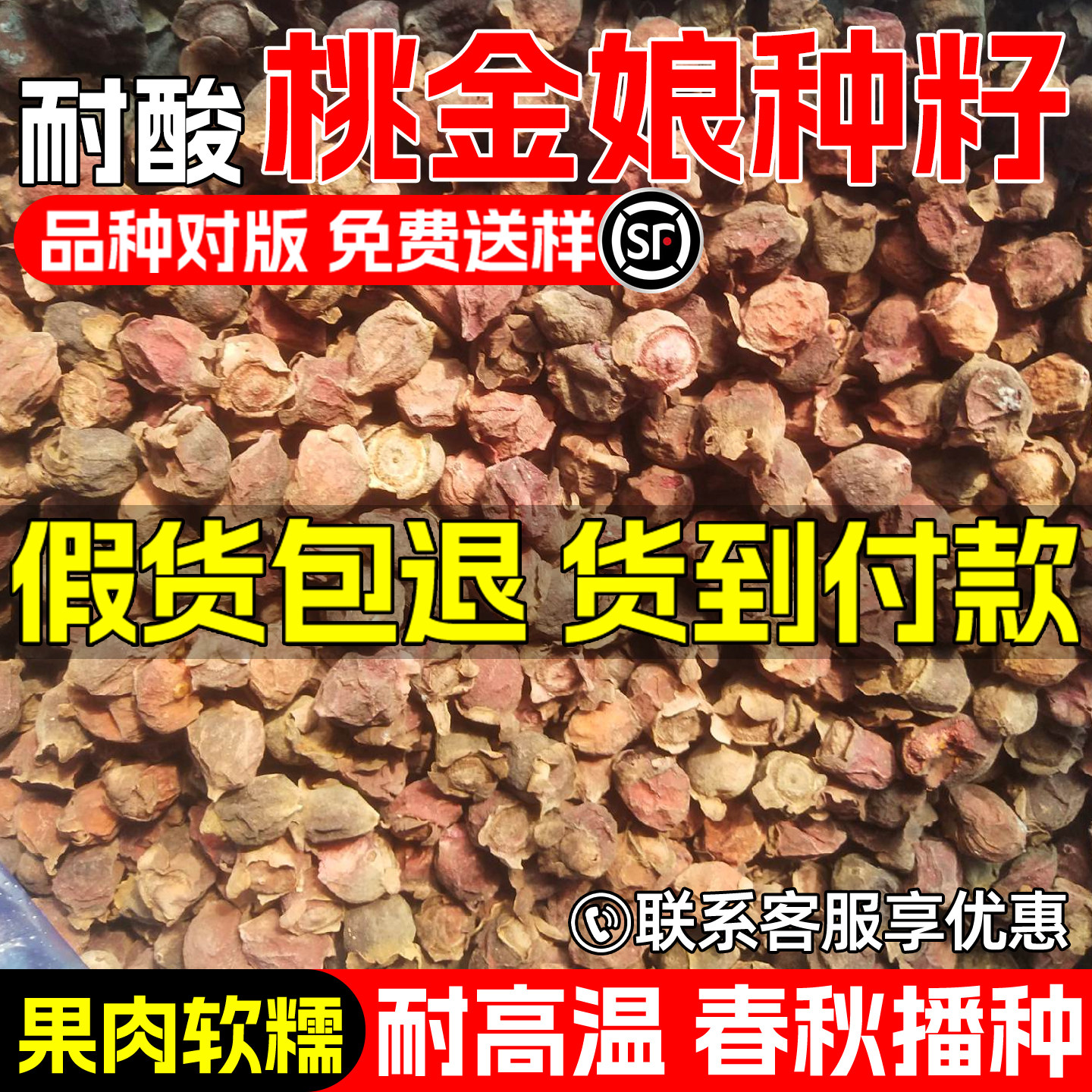 桃金娘果树种子山稔岗稔早上高产