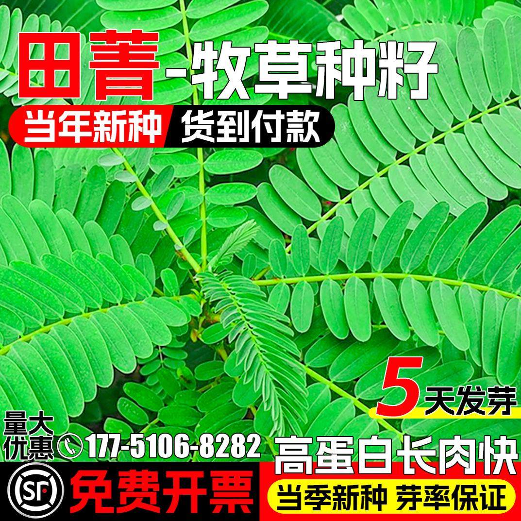 田菁种籽四季牧草果园绿肥草种子