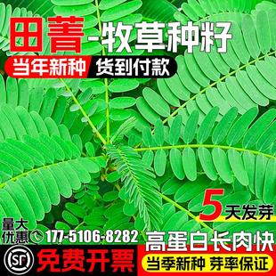 田菁种子别名碱菁涝豆耐涝耐旱土壤改良高产牧草种籽果园绿肥草籽