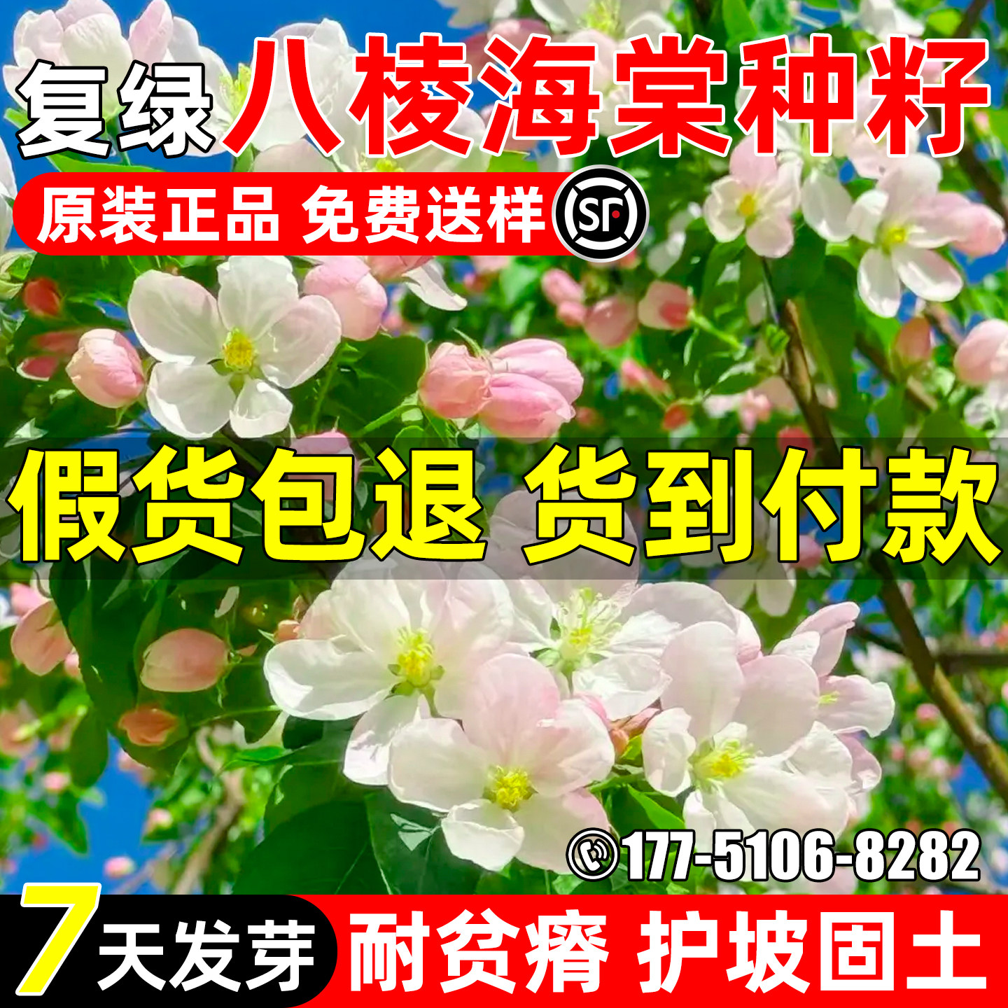 八棱海棠怀来海红西府垂丝海棠花