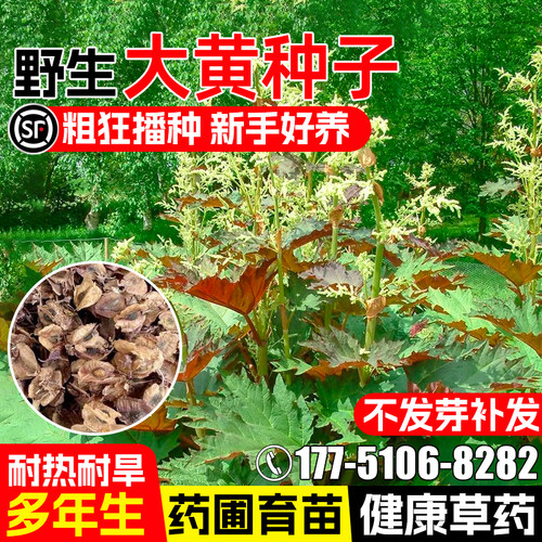 大黄种子马蹄大黄草本植物中药材