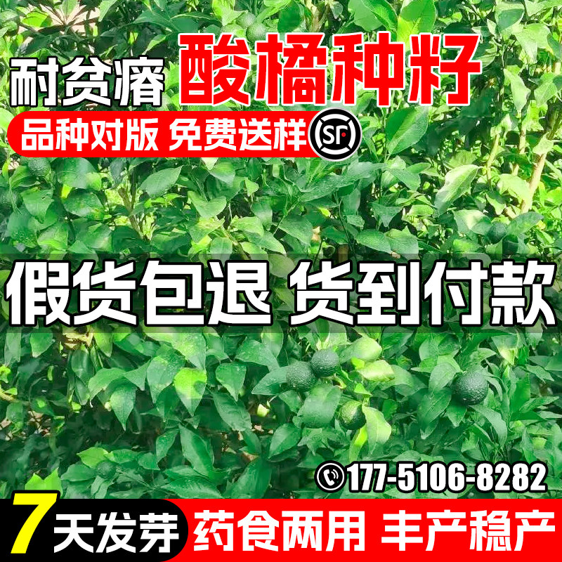 酸橘种子多年生耐旱耐贫瘠枸橘枳壳树种籽园林绿化观赏行道树灌木