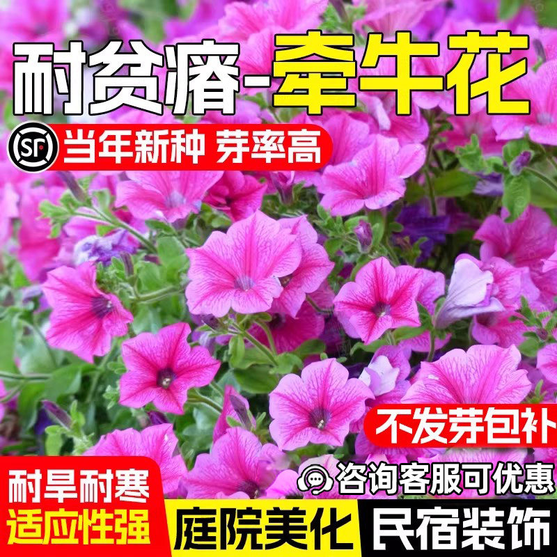 大牵牛花种子室外爬藤蔓延喇叭花籽四季播种阳台庭院别墅花海景观