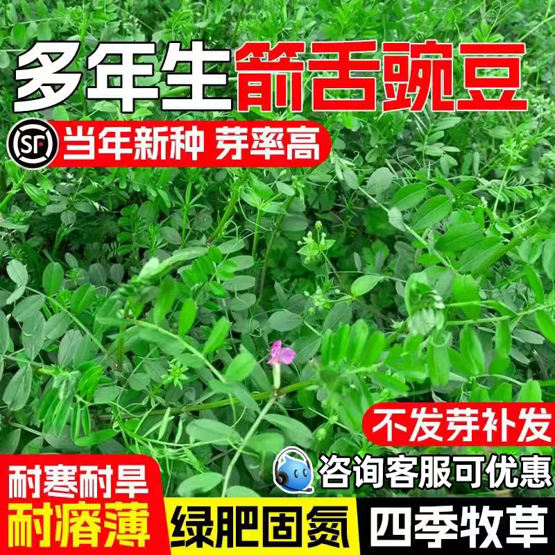 箭舌豌豆种籽果园绿肥耐贫瘠牧草