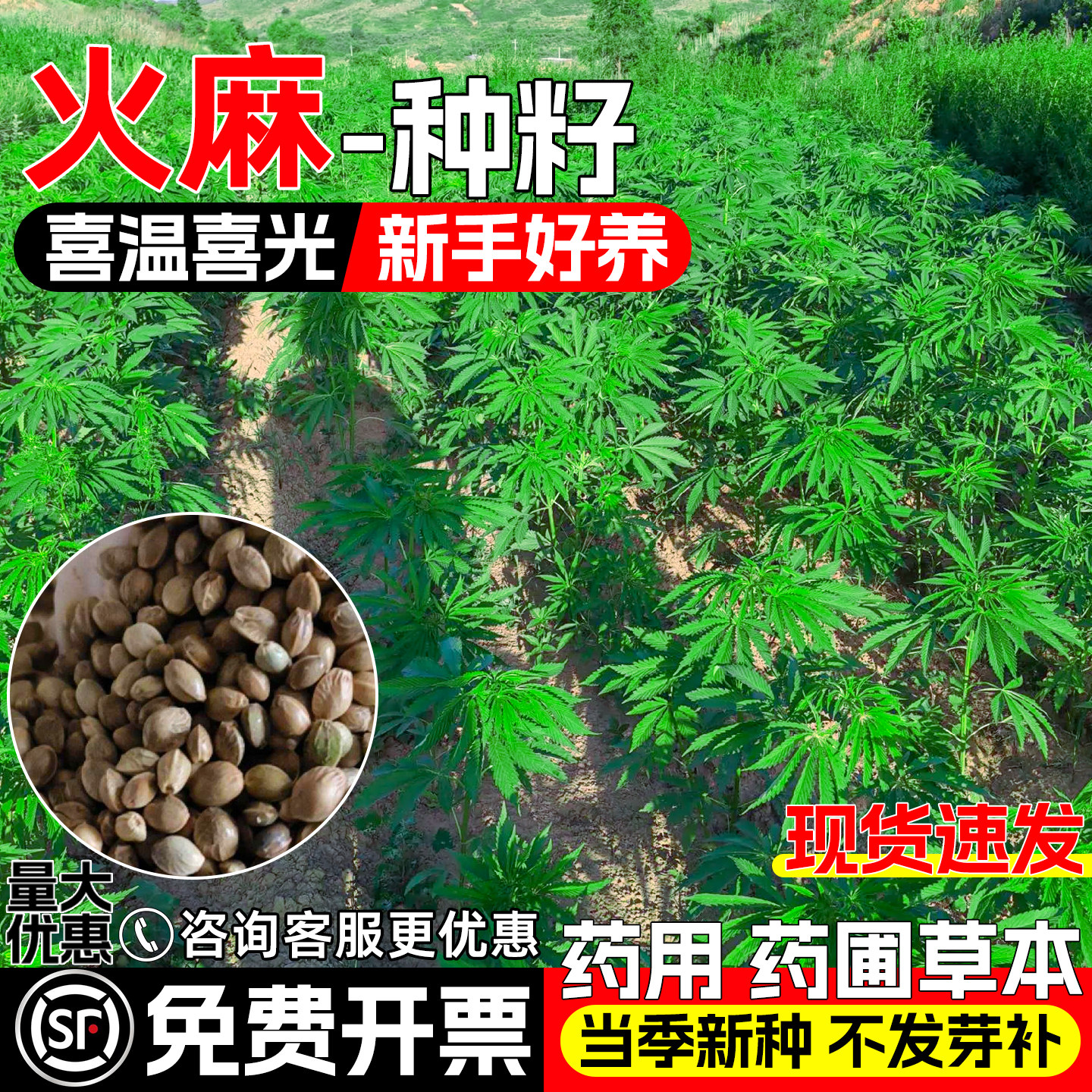 火麻仁种子药铺经济种植药材种籽