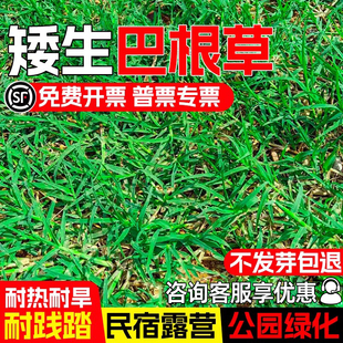 矮生巴根草种子耐热耐旱耐践踏四季常青护坡固土绿化草籽草坪种子
