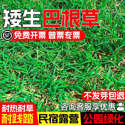矮生巴根草种子耐热耐旱开花草籽