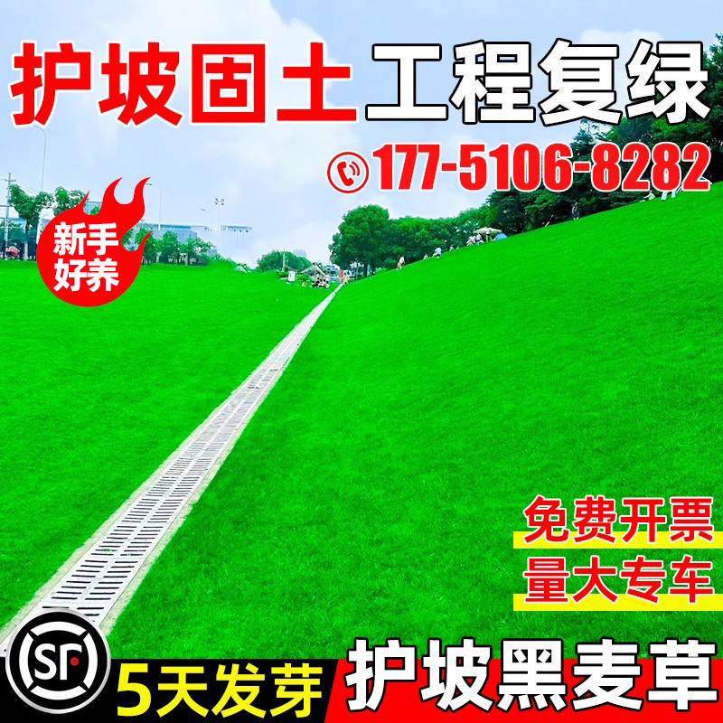 黑麦草草籽多年生护坡固土草种子