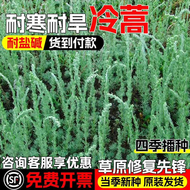 冷蒿种子生态修复荒地绿化小白蒿