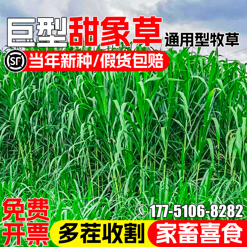 甜象草种籽四季高产草籽牧草种子