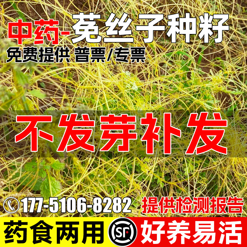 菟丝子中草药种子简单管理药食两用田间寄生好养易活耐热草本种籽