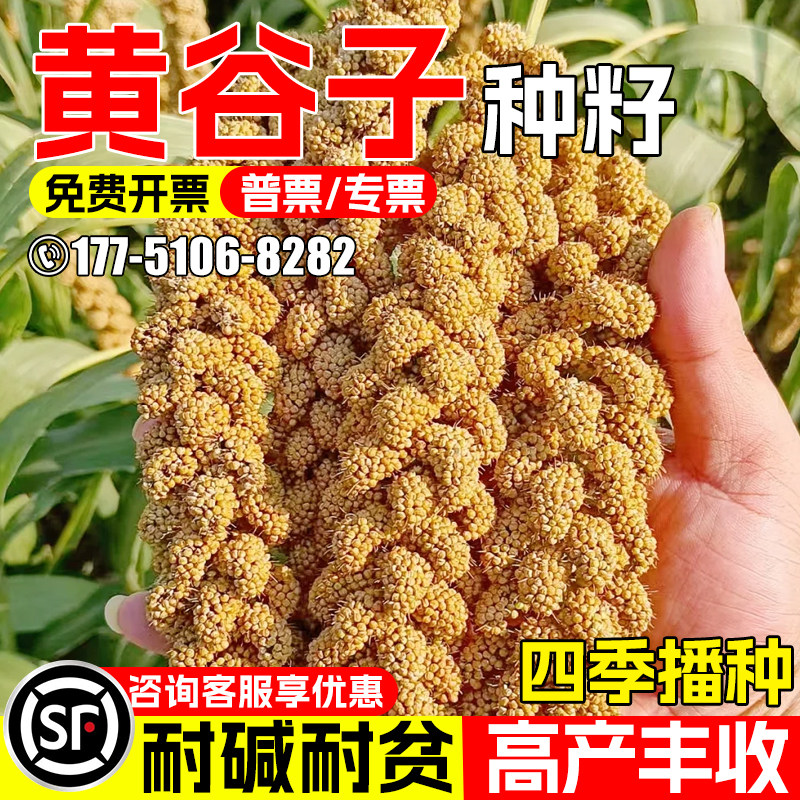 黄谷子种子四季高产多茬收割牧草