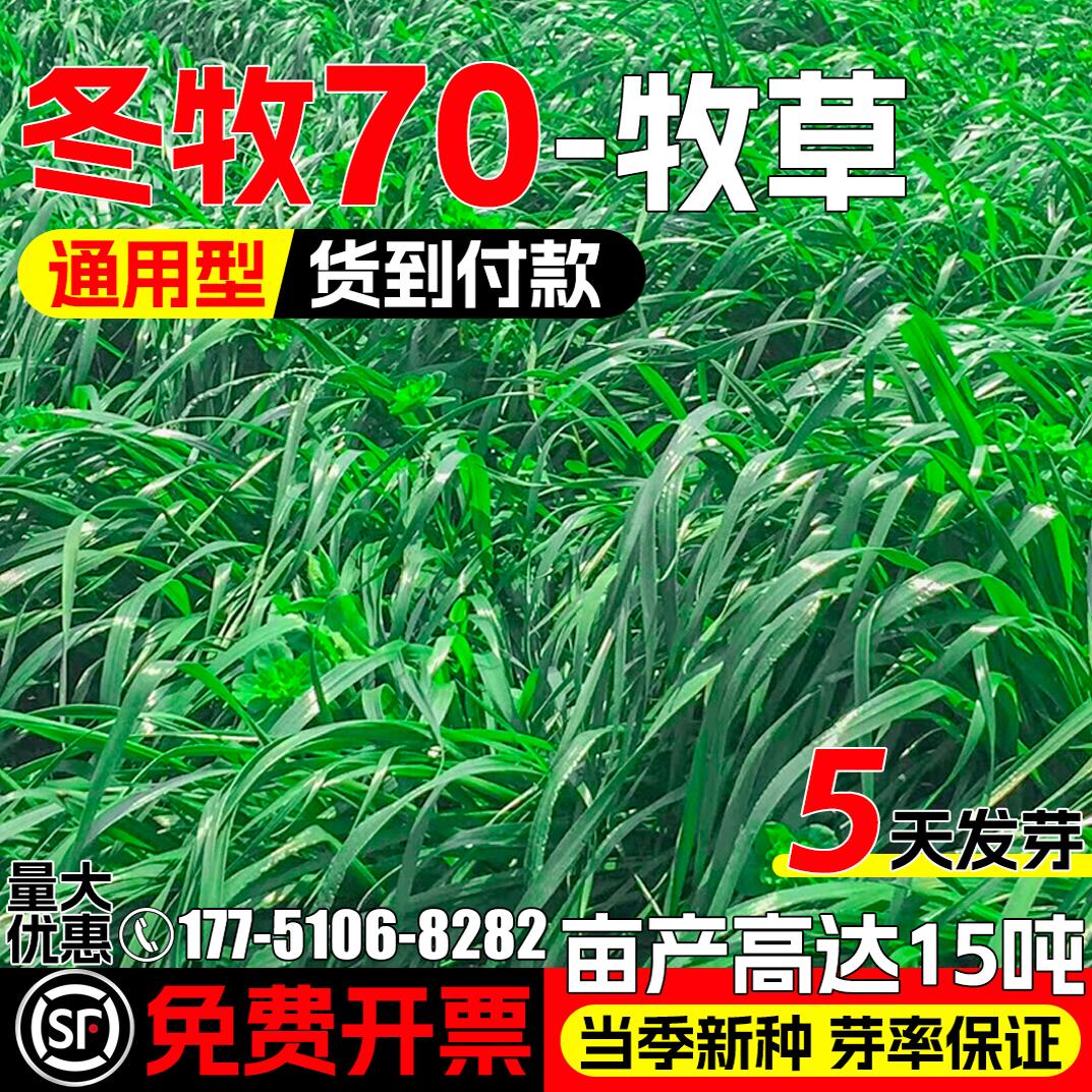 冬牧70黑麦草种子四季高产牧草籽