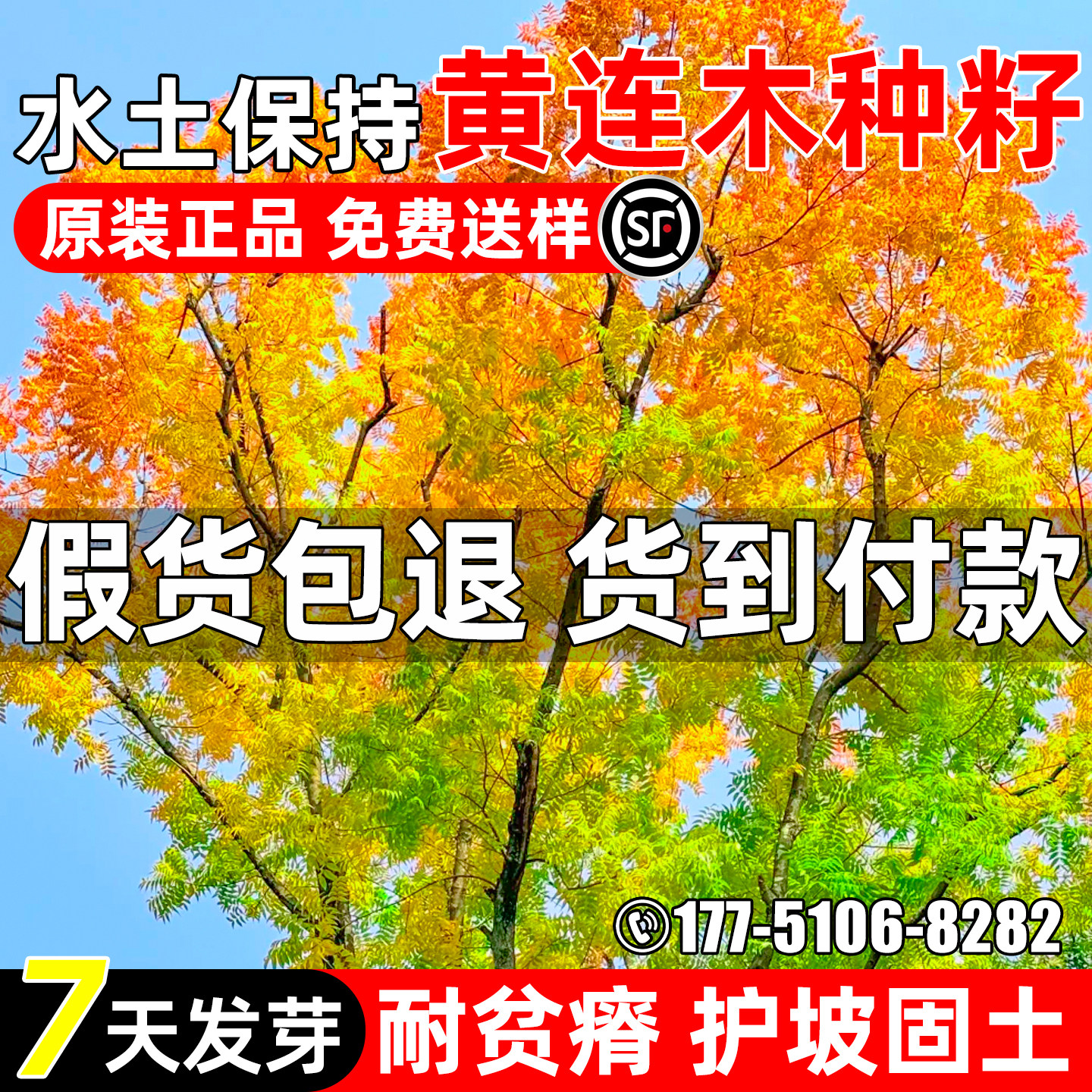 黄连木种子护坡固土景观绿化观赏