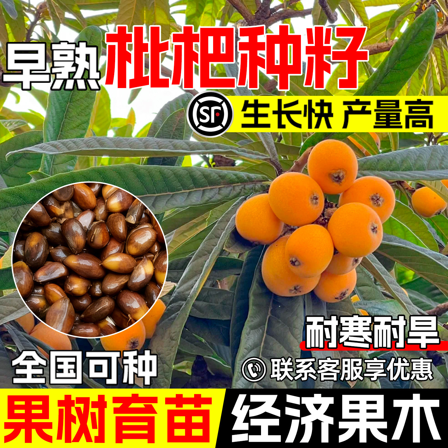 枇杷种子早熟高产大五星枇杷果树