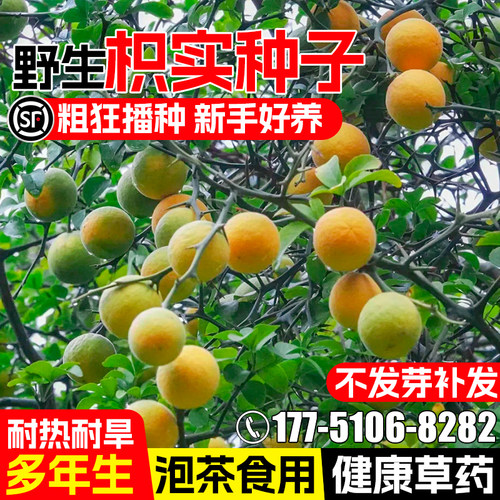 枳实种子景观绿化观赏行道树乔木