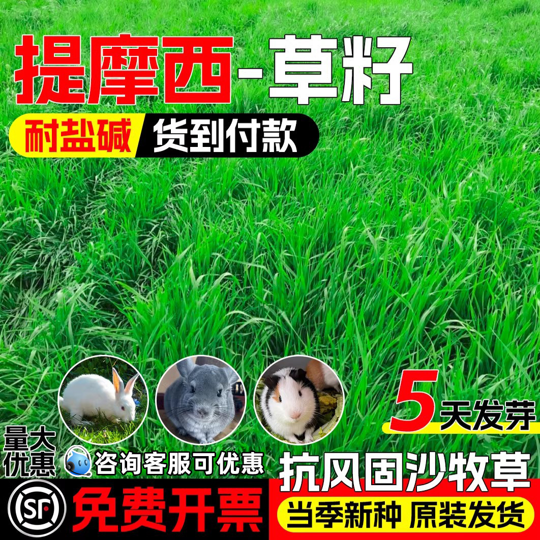 提摩西牧草四季高产防风固沙畜牧