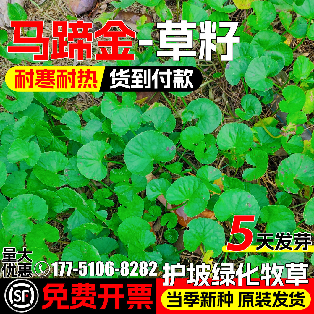 马蹄金多年生护坡绿化观赏铜钱草