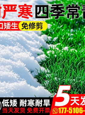 草坪草籽耐寒护坡固土狗牙根矮生地毯草庭院绿化高羊茅黑麦草种子