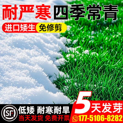 草坪草籽耐寒矮生绿化地毯草种子