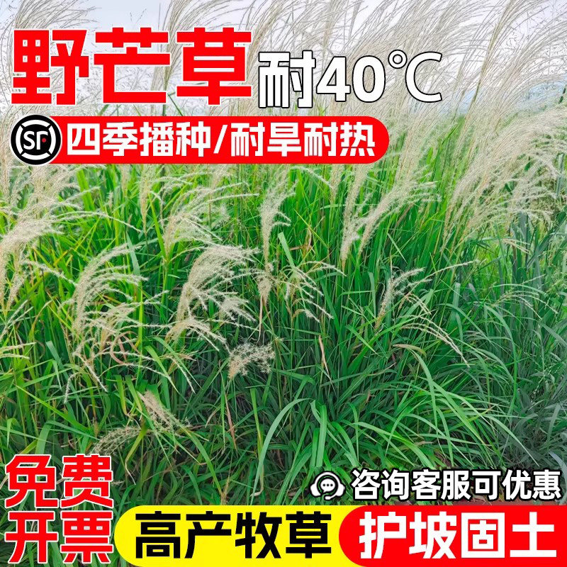 野芒草种子多年生耐热耐旱护坡固土草籽四季高产畜牧养殖牧草种籽