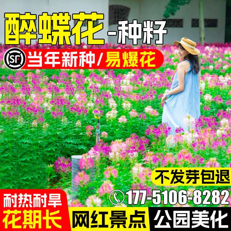 醉蝶花种子公园景区花海景观美化
