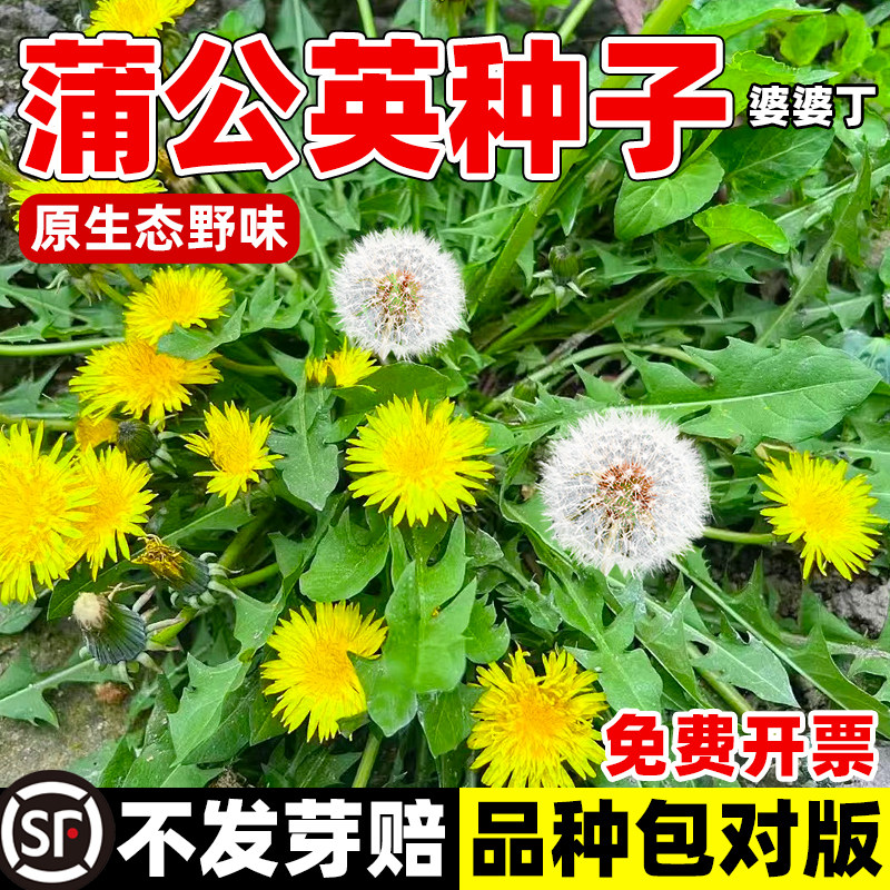 蒲公英种子食用野菜孑婆丁