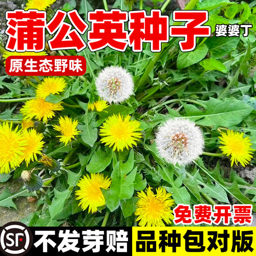 蒲公英种子食用野菜孑婆丁
