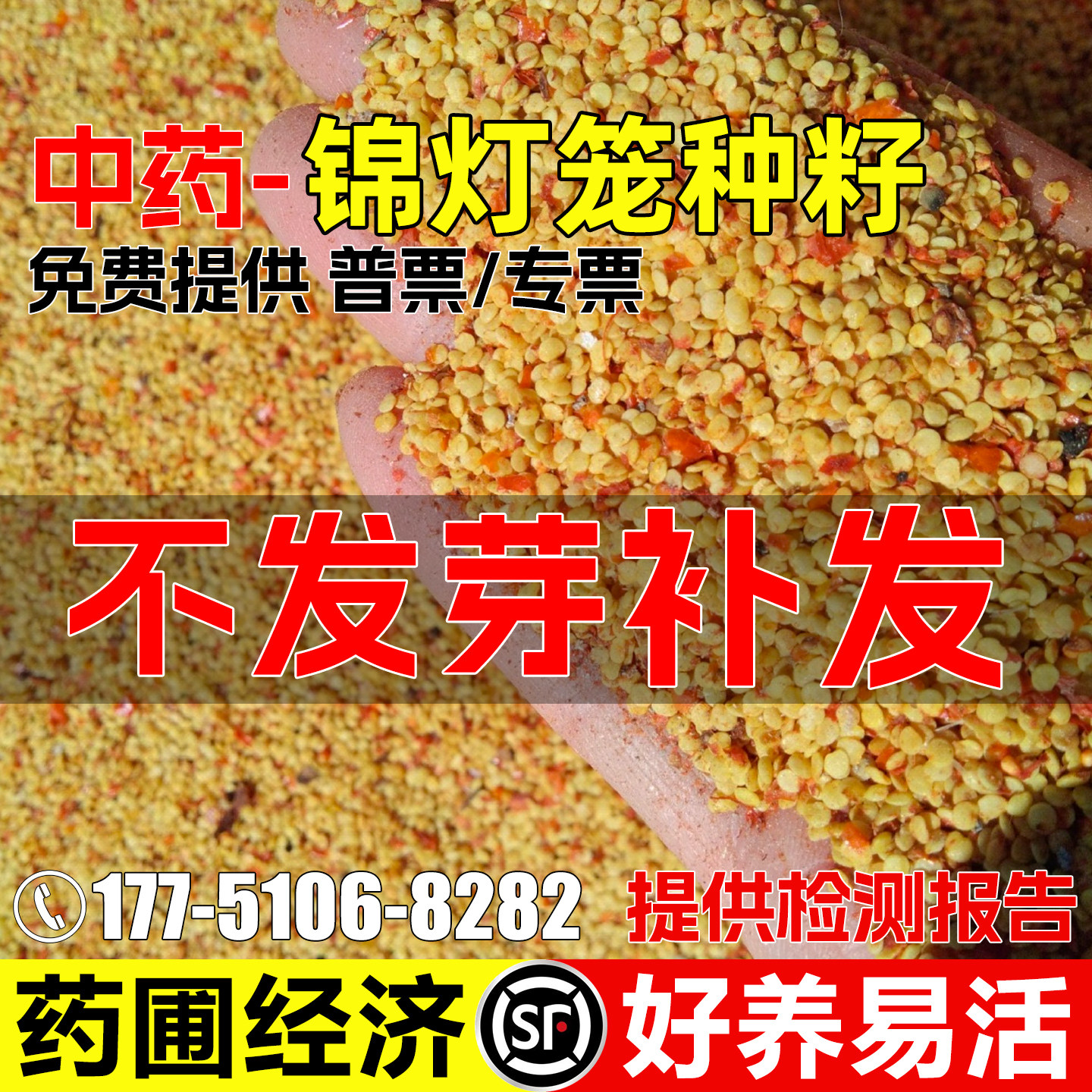 锦灯笼姑娘果种子挂金灯酸浆药材图片