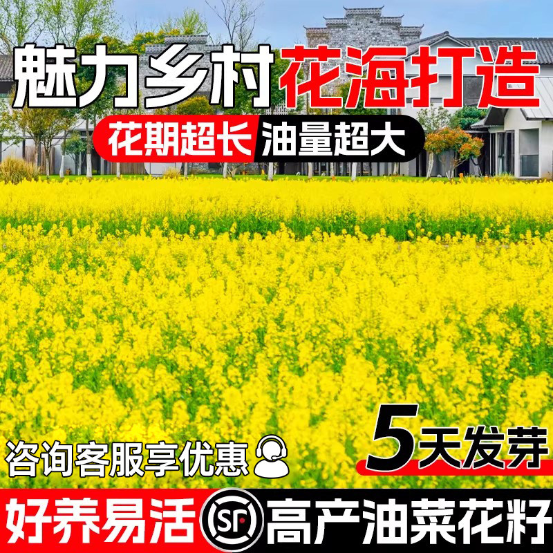油菜花种籽子观赏油菜籽秋播景观花海乡村道路四季种植可榨油种孑