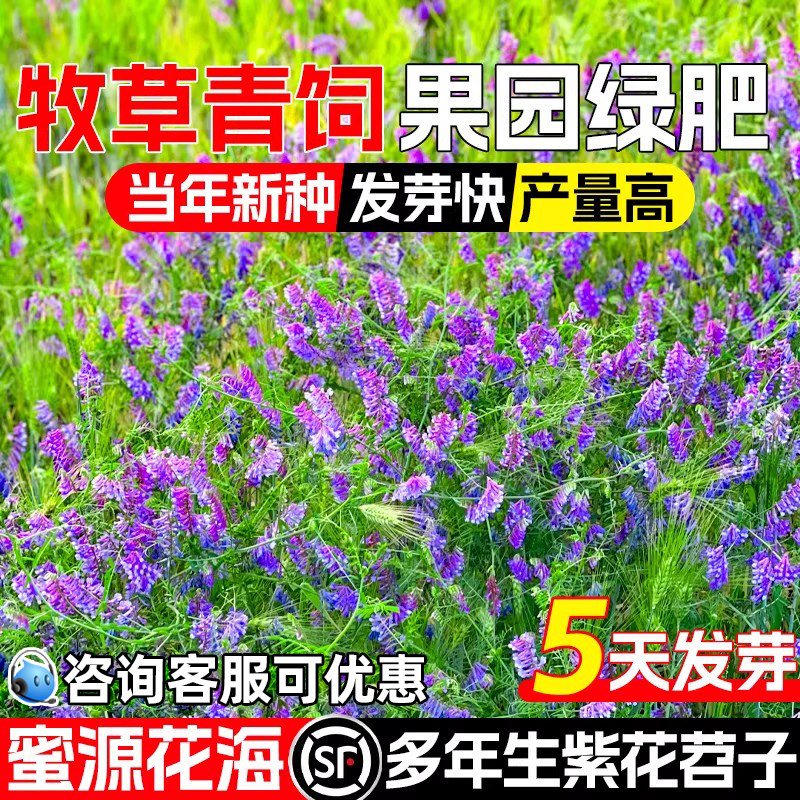 光叶紫花苕种籽果园绿肥毛苕种子
