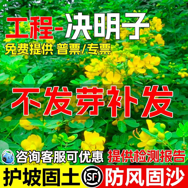 决明子种子护坡固土灌木草籽种籽