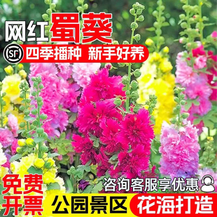 蜀葵花种子四季播种公园小区庭院别墅花籽花海景区野花组合花种籽