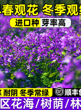 二月兰花种子四季春秋播种花籽多年生宿根诸葛菜种子耐阴耐寒花籽