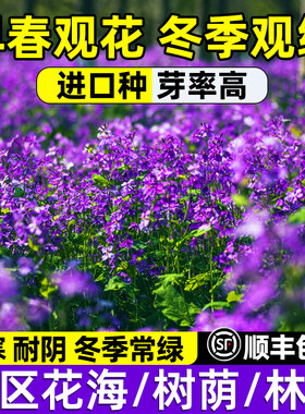 二月兰种四季播种耐寒耐阴诸葛菜
