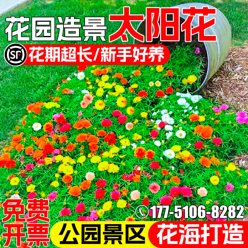 重瓣太阳花种籽四季播种公园小区庭院别墅花籽野花组合花海花种子