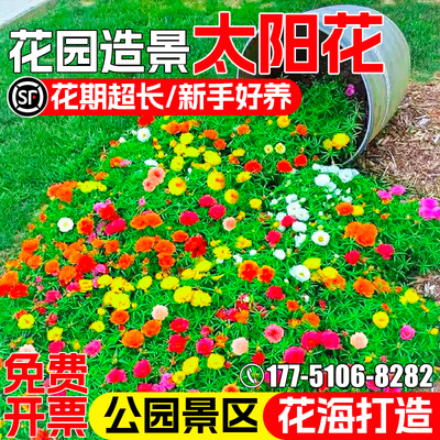 重瓣太阳花种子花海景观花卉种籽