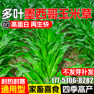 墨西哥玉米草种子四季牧草多年生畜牧养殖草籽高蛋白多汁再生种籽