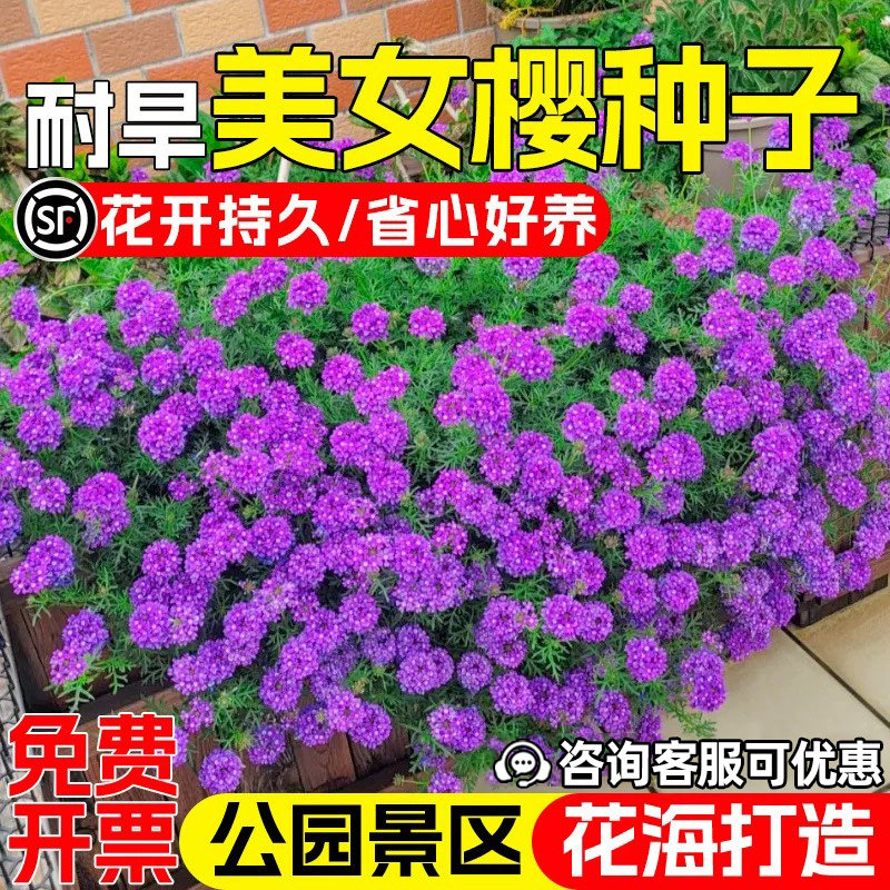 美女樱种子公园景区美化花海景观