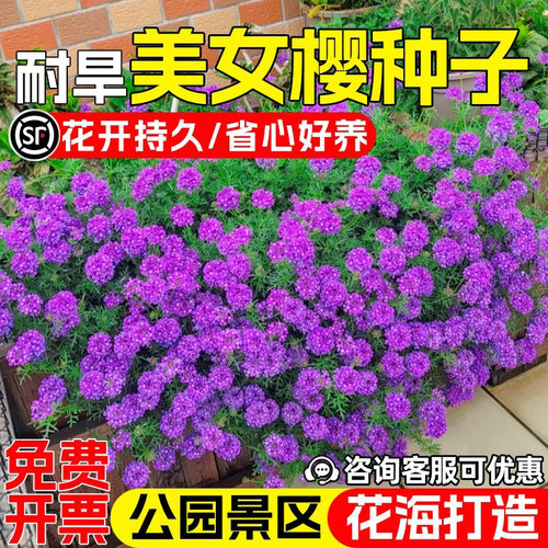 美女樱种子公园景区美化花海景观