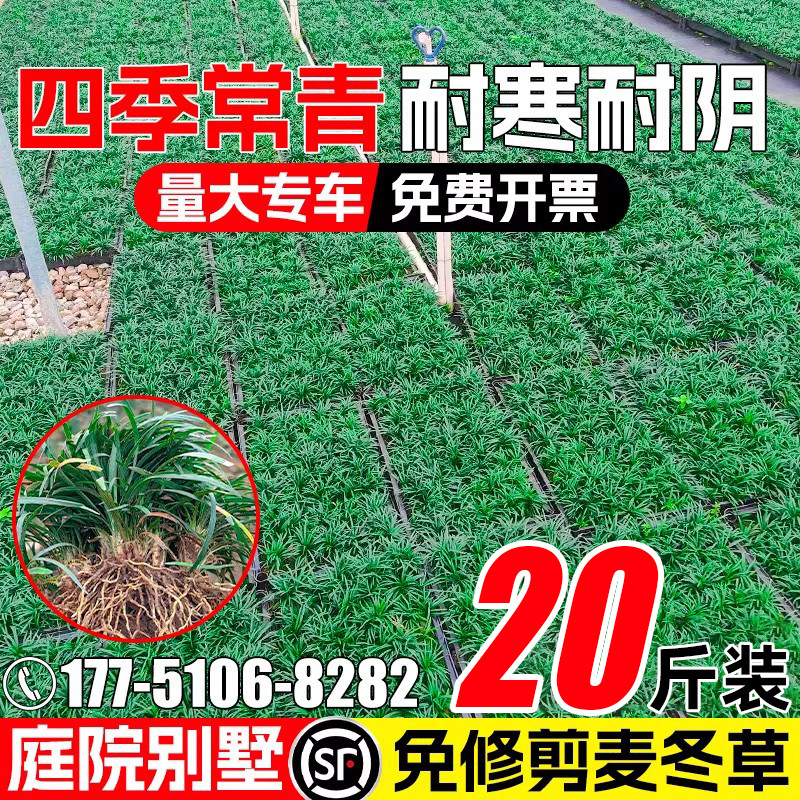麦冬草苗草坪植物景观绿化四季青