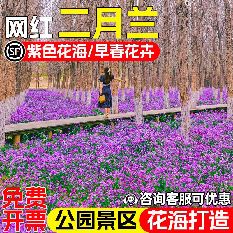 二月兰种子四季播种耐寒耐寒种籽