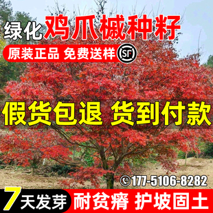 槭树种子鸡爪槭鸡爪枫种籽护坡固土园林绿化观赏水土保持荒山造林